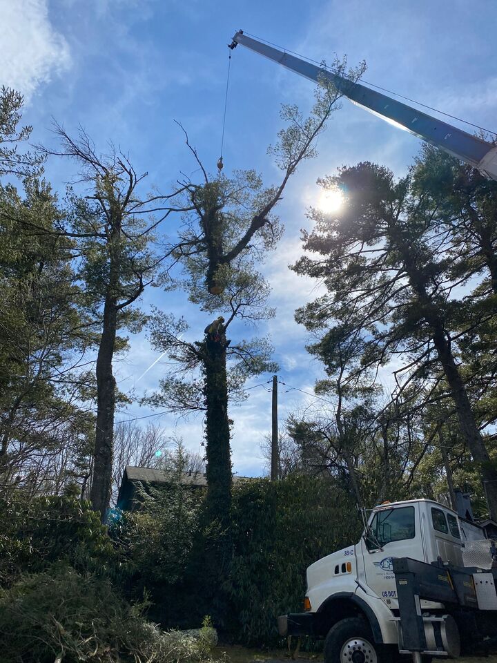 A Tree Fellars climber takes apart a tall tree near a home while a Crane & Rigging boom truck lifts cut sections clear